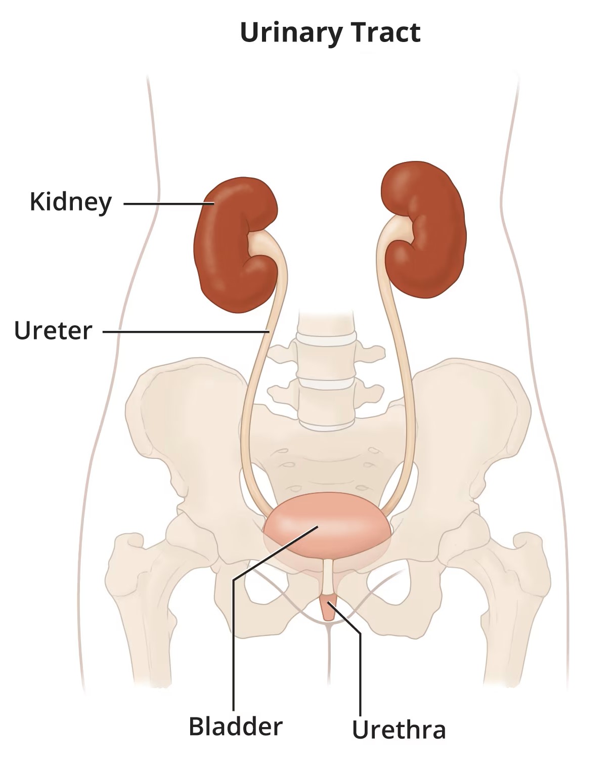 Urinary-TractMainFinalLabels